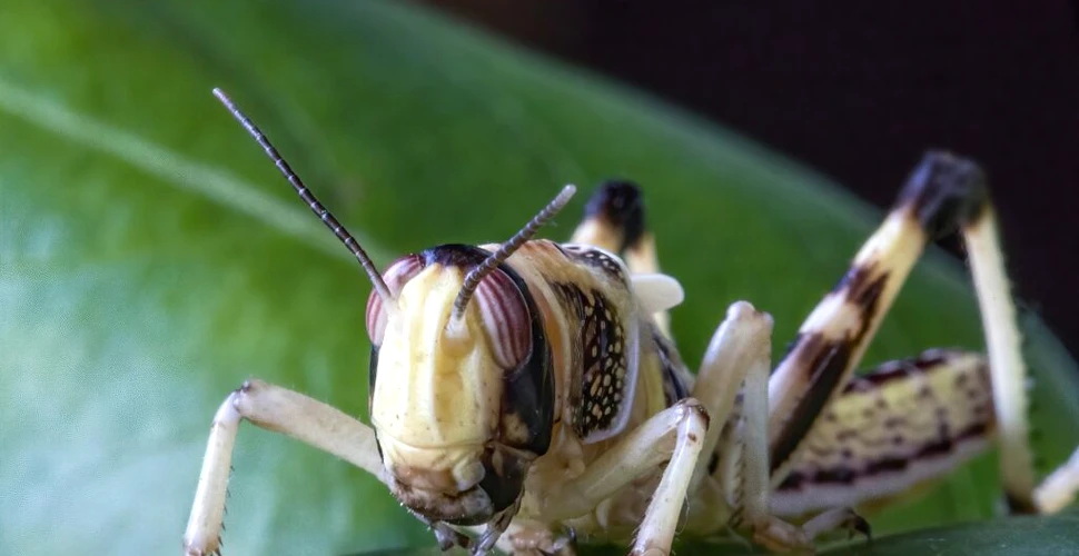 Cum ne-ar putea ajuta insectele să prevenim accidentele rutiere?