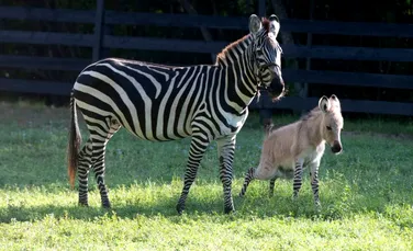 Un pui hibrid de zebră şi măgar s-a născut într-un parc naţional din Kenya