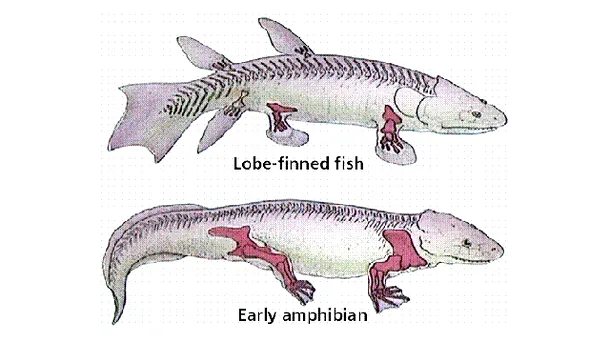 Peştele cu picioare, cheia teoriei evoluţioniste, a fost reprodus de cercetători 