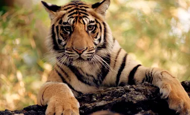 Numărul tigrilor din India s-a dublat în puţin peste zece ani