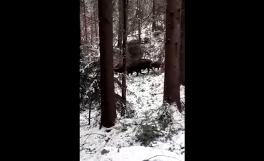 Imagini inedite cu o turmă de zimbri într-o pădure din Neamț