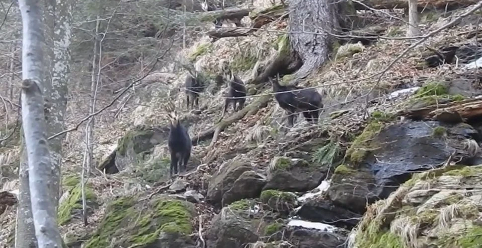 Imagini cu un grup de capre negre în alertă, în Munţii Ţarcu