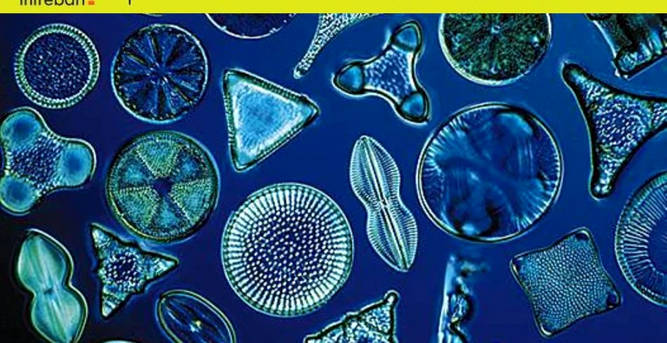 Ce sunt diatomeele? FOTO