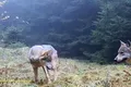 Imagini spectaculoase: O haită de lupi își marchează teritoriul într-o pădure din Munții Piatra Craiului
