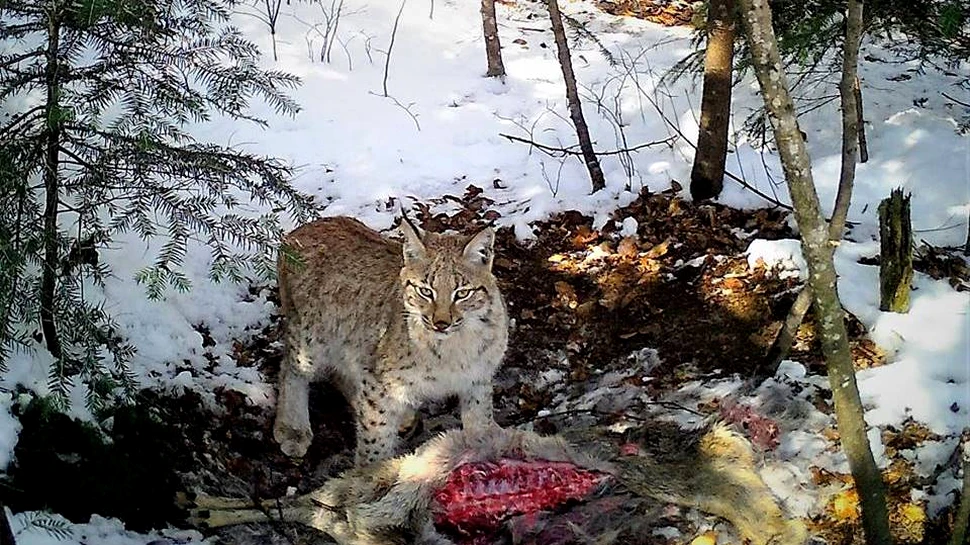 GALERIE FOTO. Imagini rare cu un râs care se hrăneşte cu prada sa, surprinse recent în pădurile din România