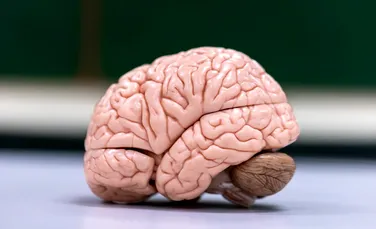 Neurocercetătorii au găsit un mecanism în creierul oamenilor care reîmprospătează în continuu memoria