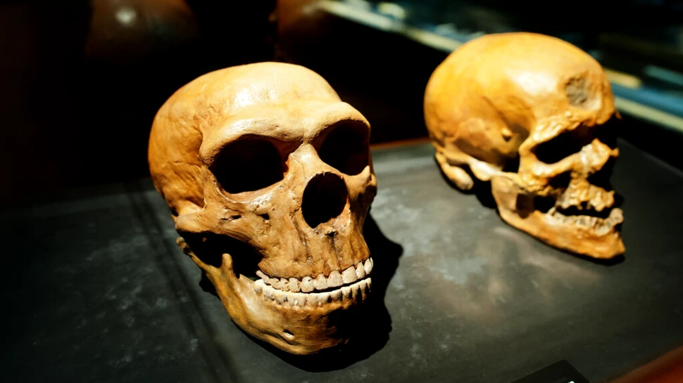 O anomalie cerebrală la oamenii moderni își are originea în ADN-ul neanderthalian străvechi