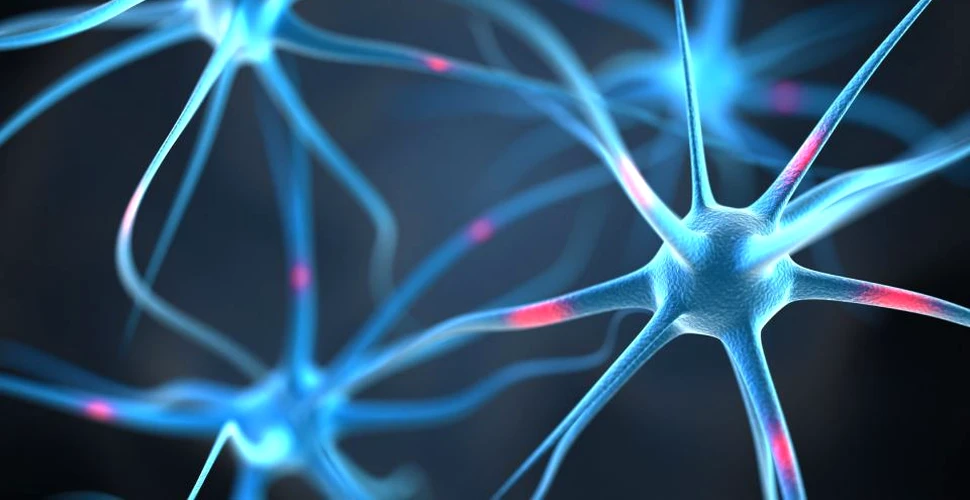 VIDEO. Pentru prima dată în istorie, cercetătorii au conectat un creier uman la internet