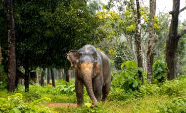 Un elefant sălbatic, vizitator neașteptat într-un magazin din Thailanda