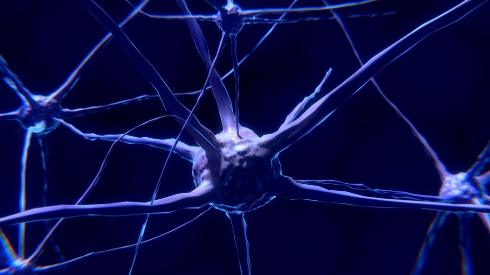 Cercetătorii au descoperit un neuron gigantic care acoperă creierul şi poate reprezenta prima explicaţie fizică pentru apariţia conştiinţei