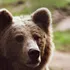 În județul Harghita scad apelurile care semnalează urși