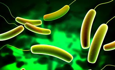 Arma neobişnuită împotriva rezistenţei la antibiotice a bacteriilor: laptele unui animal ciudat