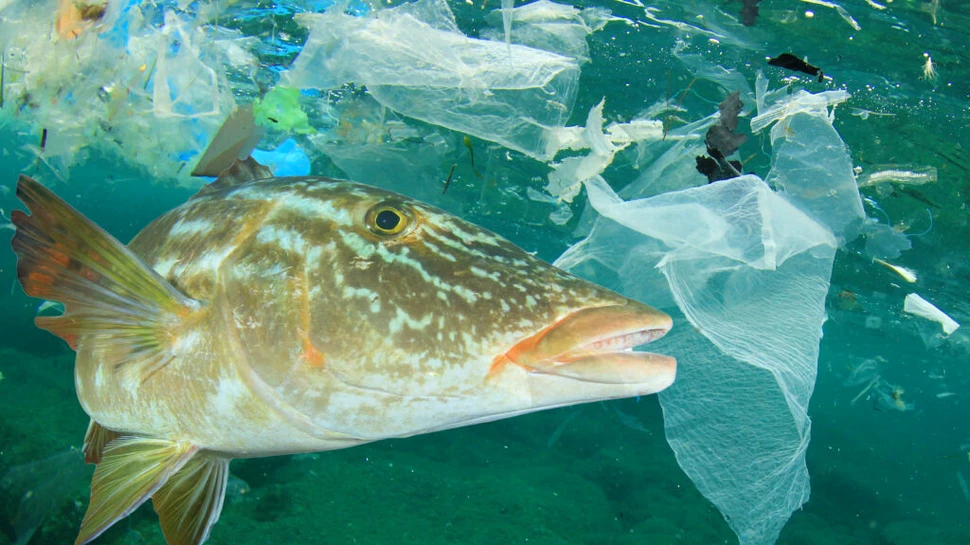 Poluarea cu plastic transformă toate sistemele pământului
