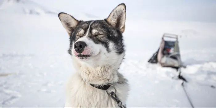 Rămășițele vechi de 10.000 de ani ale unui câine din Alaska dezvăluie o poveste deosebit de frumoasă