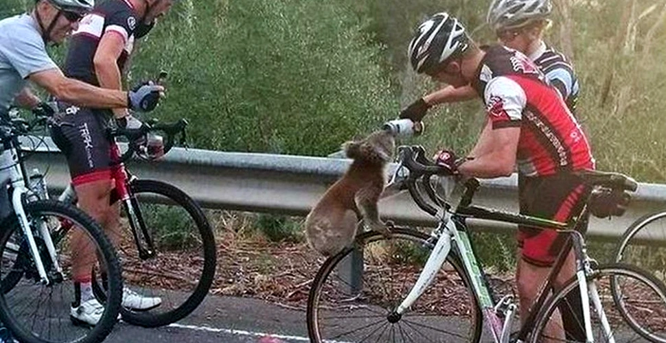 Moment emoţionant în Australia. Un urs koala opreşte un biciclist pentru a-i cere … APĂ – FOTO+VIDEO