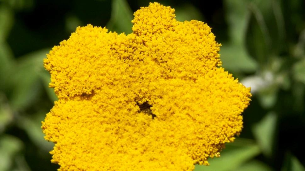 „Noul canabis” ar putea fi o plantă înrudită cu margareta