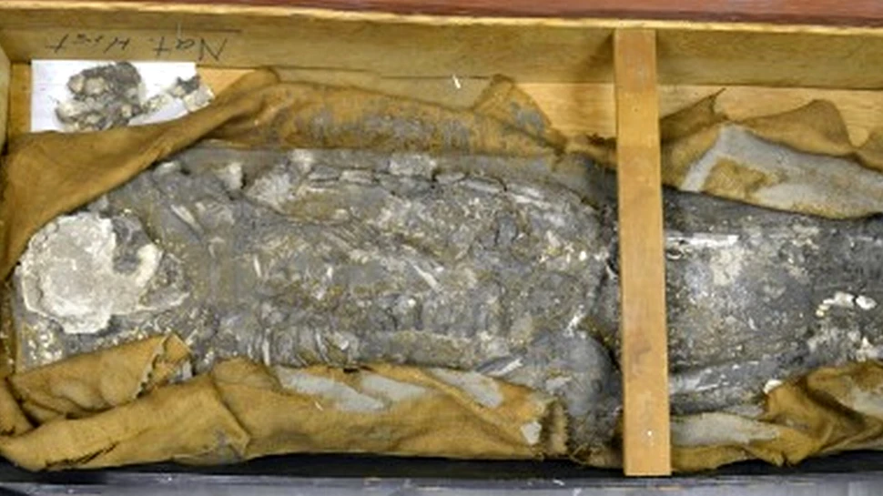 Cui aparţine scheletul uitat zeci de ani în subsolul unui muzeu? Experţii au fost surprinşi să afle cine este