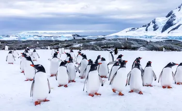 Studiu îngrijorător. Fiecare turist din Antarctica topește 83 de tone de zăpadă