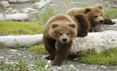 In Alpii Austriei mai traiesc doar doua exemplare de ursi bruni
