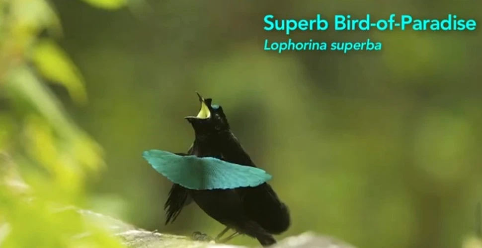 Toate cele 39 de specii de păsări ale paradisului surprinse pentru prima dată într-o singură filmare (VIDEO)