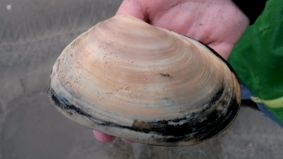 Toheroa, scoica legendară care aproape a dispărut