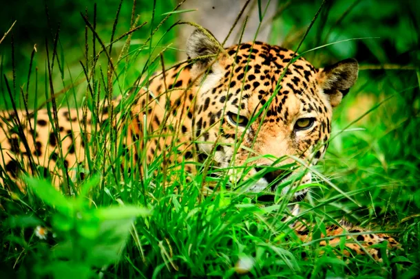 Jaguar ascuns în iarbă