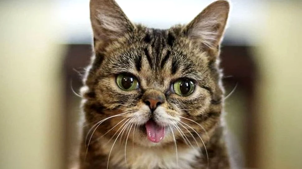 Lil Bub, pisica admirată de milioane de oameni, a murit