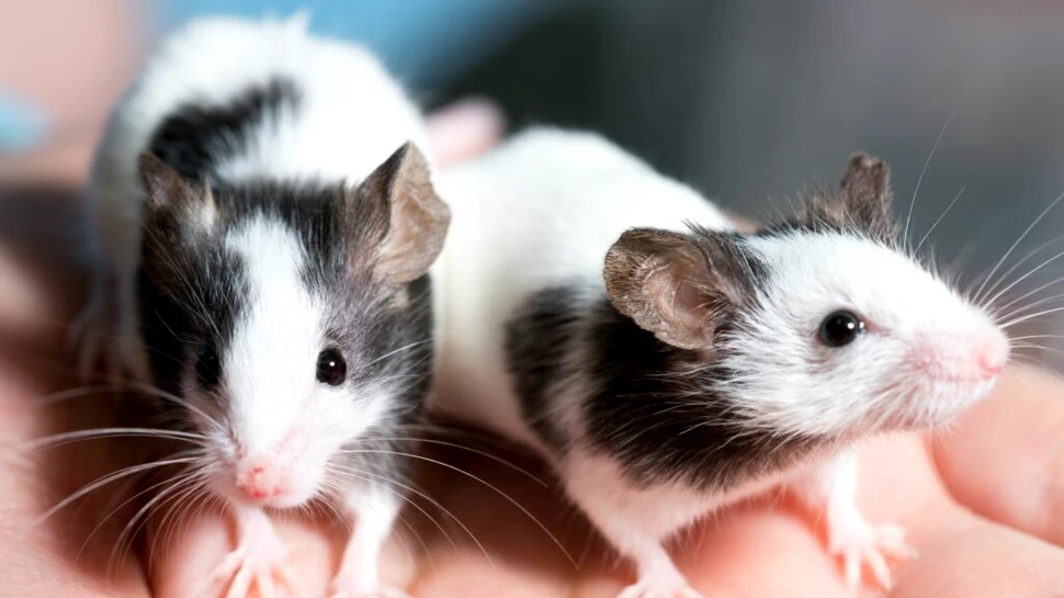 Ce au descoperit cercetătorii după ce i-au învățat pe șobolani să conducă?