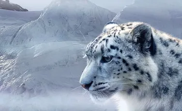 Faimosul leopard al zăpezilor nu mai este considerată o specie pe cale de dispariţie