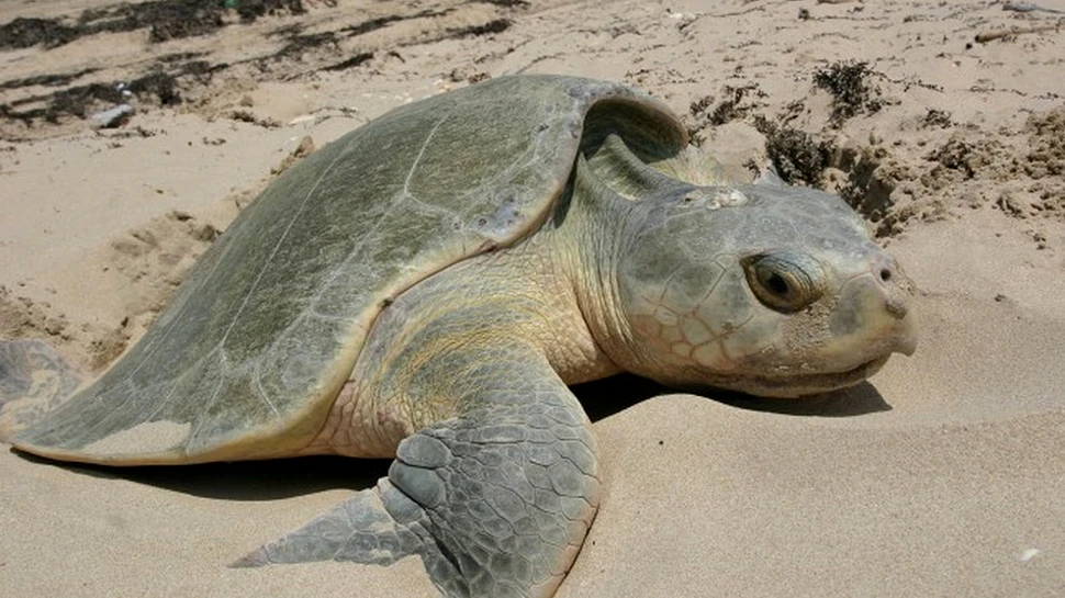 Una dintre cele mai rare specii de ţestoasă a eşuat pe o plajă după ce s-a agăţat în deşeuri