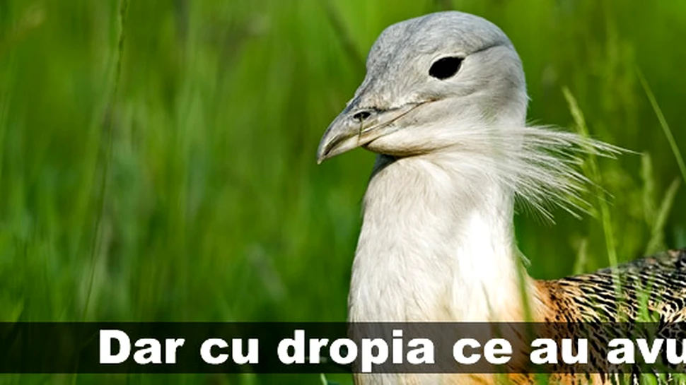 Dar cu dropia ce au avut?