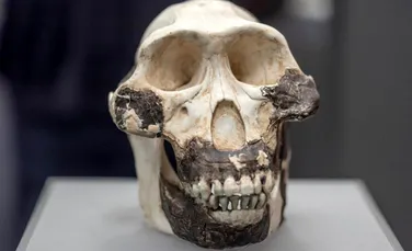 ADN-ul homininilor dispăruți ar fi putut ajuta primii oameni să supraviețuiască