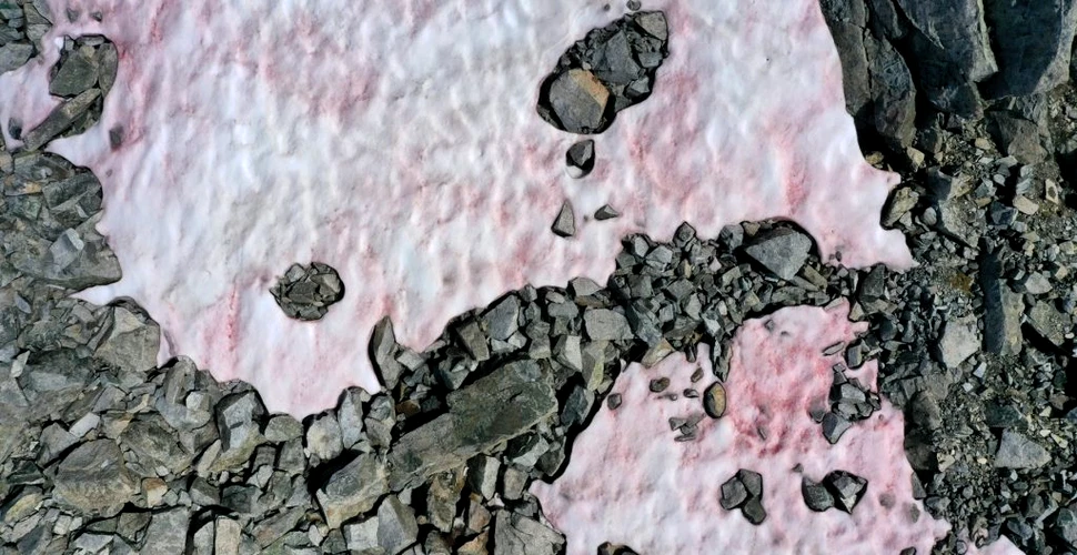 Zăpada roz din Alpi ar putea avea un efect negativ asupra ghețarilor din zonă