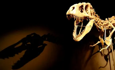 Scheletul unui dinozaur de 150 de milioane a fost vândut. Care a fost preţul