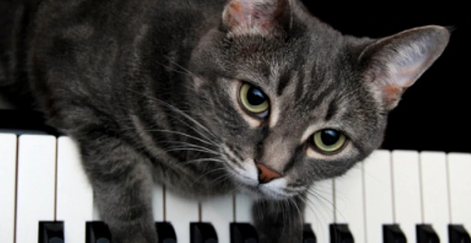 Nora, pisica pianista