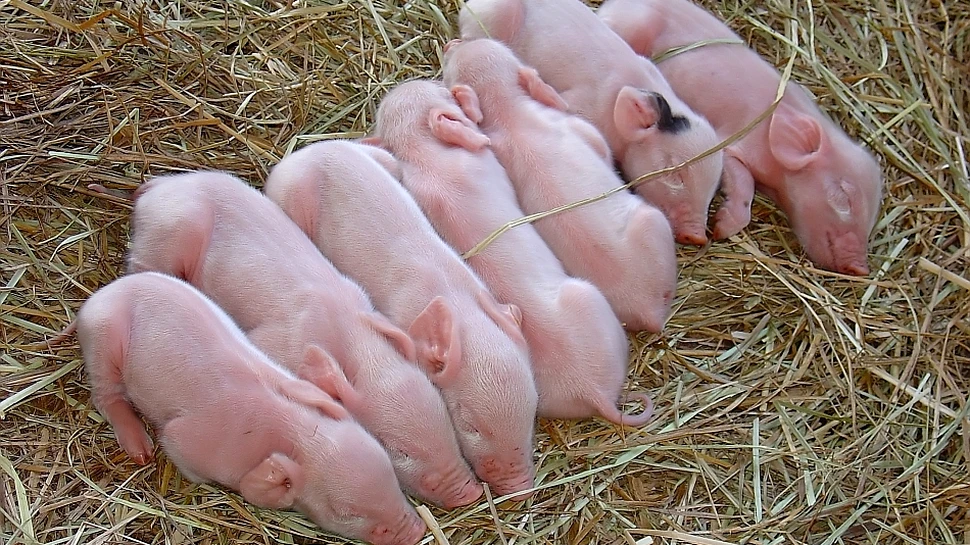 Transplantul de organe de la porci la oameni, mai aproape de realitate!