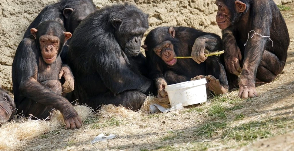 Creierul mai mare ne permite să avem o dexteritate mai bună față de cea a altor primate