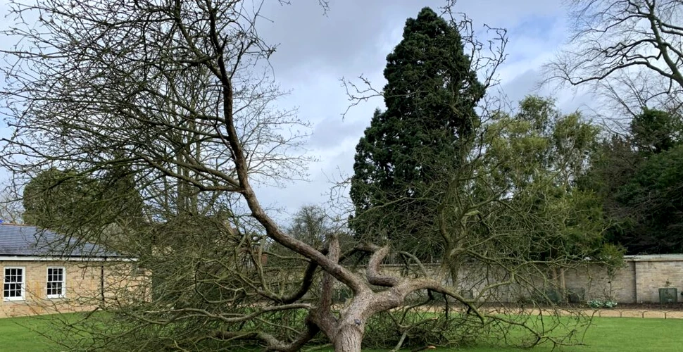 „Mărul lui Newton” din Grădina Botanică a Universității Cambridge, culcat la pământ de furtună