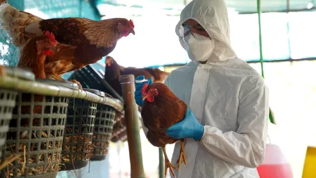 Gripa aviară s-ar putea răspândi la vacile din toată lumea, avertizează OMS