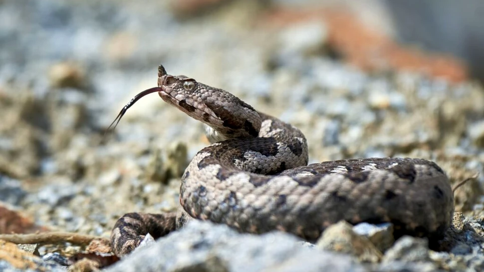 Cum și-au pierdut șerpii membrele?