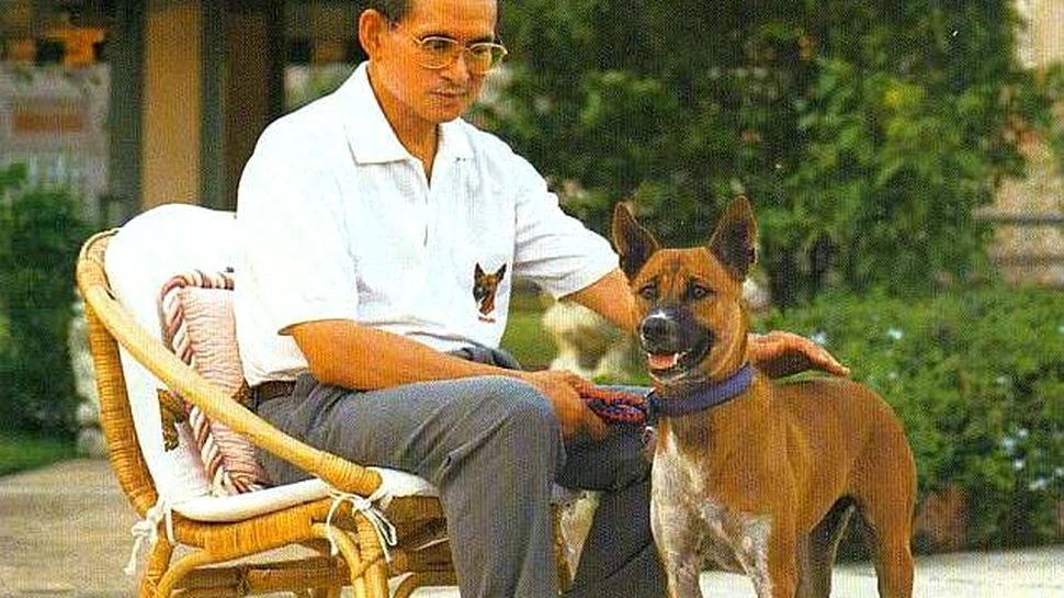 Bărbatul care riscă 37 de ani de închisoare din lipsă de respect faţă de câinele regelui