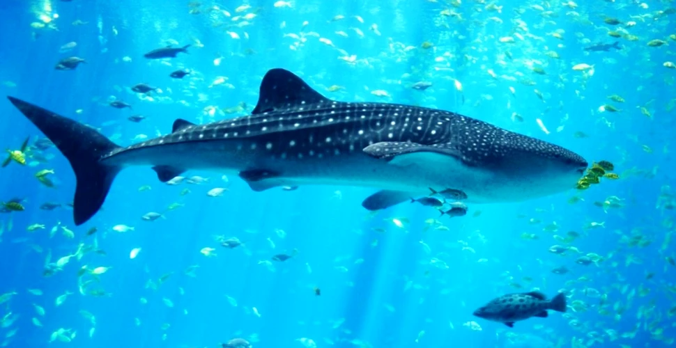 Moartea unuia dintre cei mai mari rechini din lume a provocat un scandal uriaş – FOTO