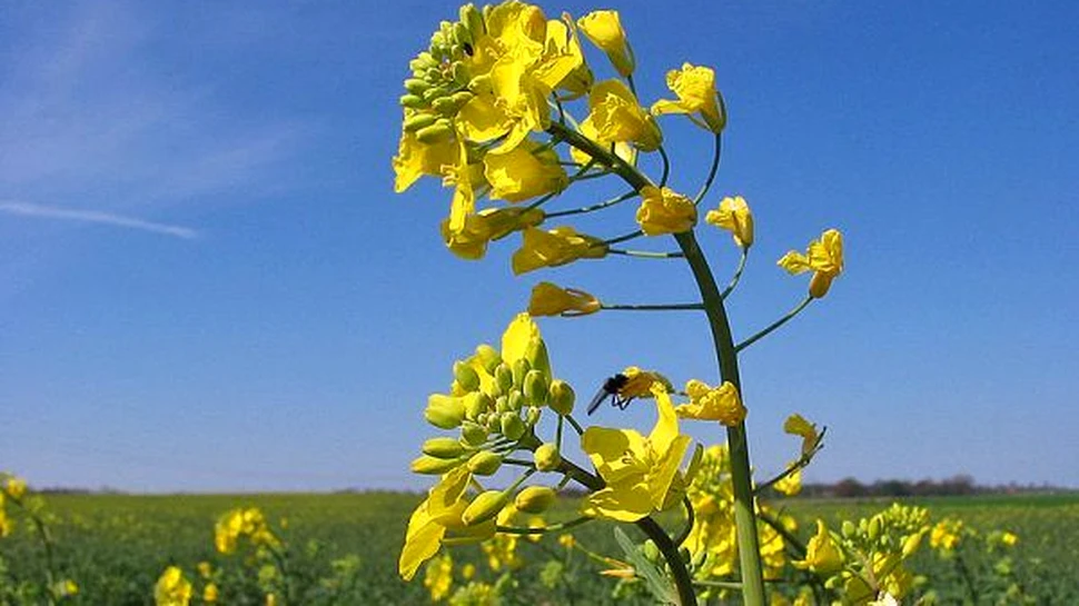 Plantele modificate genetic ajung in flora spontana