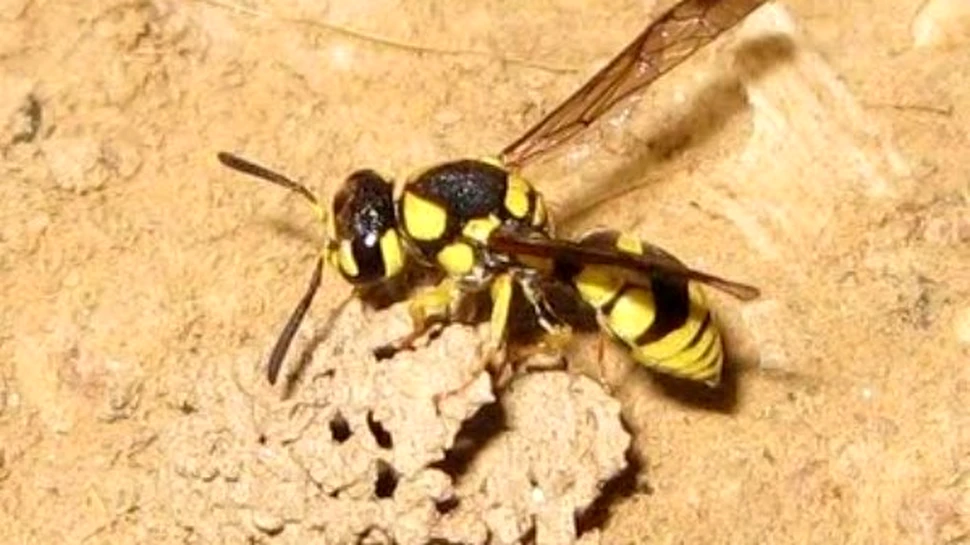 Viespile au descoperit substantele antibiotice