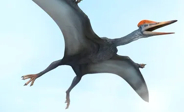 Cea mai veche reptilă zburătoare descoperită vreodată a fost denumită după un film premiat cu Oscar