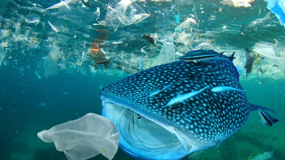 Vești îngrijorătoare! Numărul microplasticelor de pe fundul mării s-a triplat în ultimii 20 de ani
