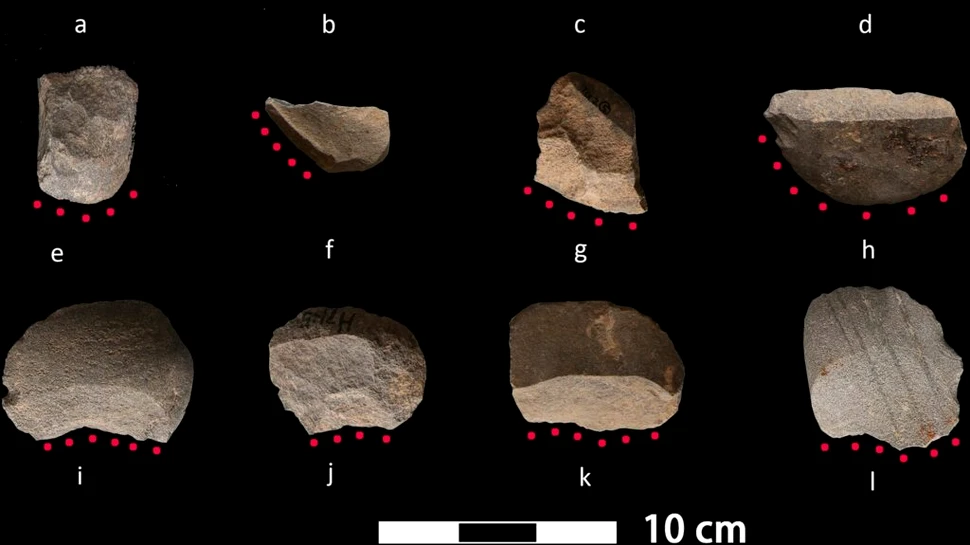Unelte antice de piatră, găsite în China, sunt cele mai timpurii dovezi ale recoltării de orez