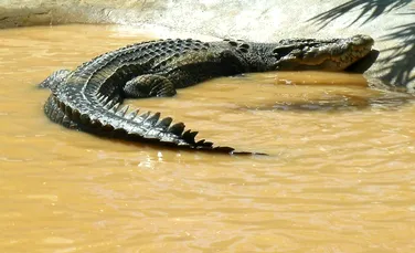 A fost capturat cel mai mare crocodil din lume! (FOTO/VIDEO)