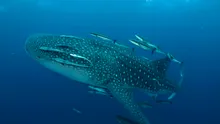 Test de cultură generală. În care ocean trăiesc cel mai mulți rechini?