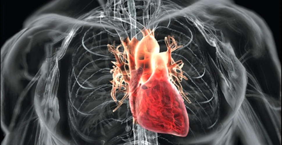O proteina speciala ar putea ajuta inima sa se autoregenereze